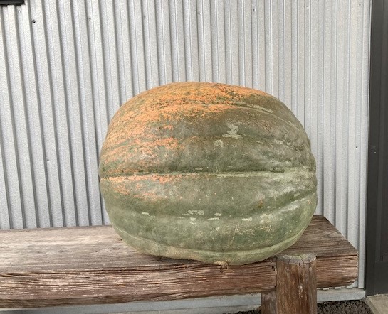 ジャンボかぼちゃ　重さを当てましょう。！