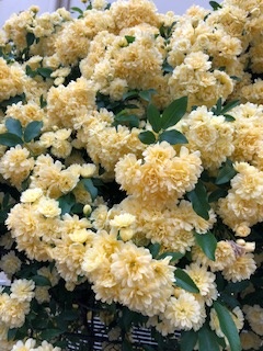 モッコウバラ（木香薔薇）が咲きました。