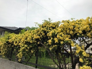 モッコウバラ（木香薔薇）が咲きました。