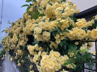 モッコウバラ（木香薔薇）が咲きました。