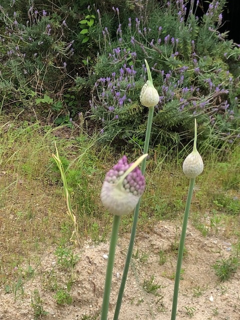 にんにくの花が咲きました。