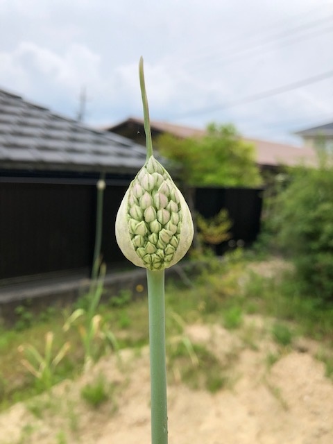 にんにくの花が咲きました。