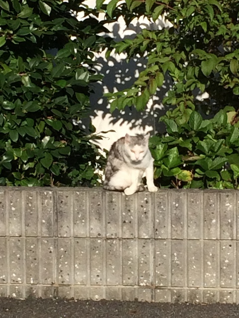 駐車場の近くに住んでいる　猫です。