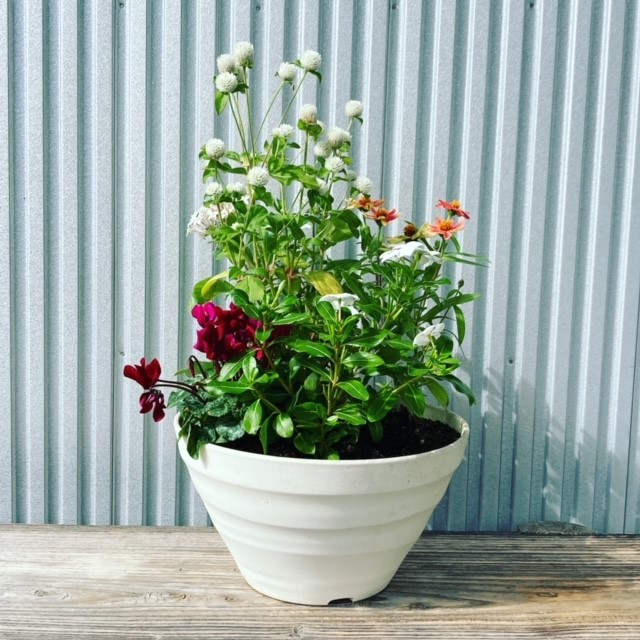 新しいレンタルの お花 が来てくれました。