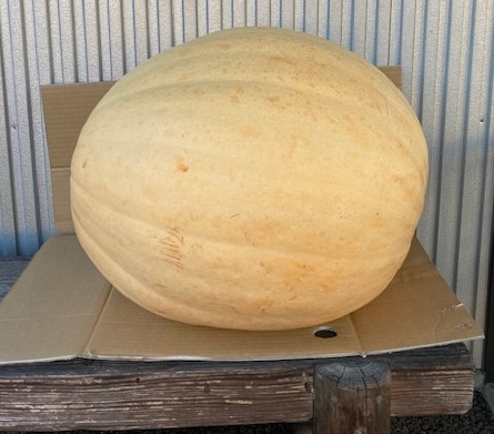 好評　ジャンボかぼちゃ　重さ当てにご参加ください。
