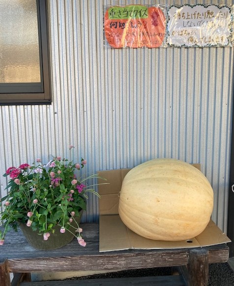 好評　ジャンボかぼちゃ　重さ当てにご参加ください。