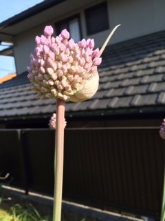 ニンニクの花