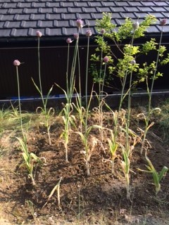 ニンニクの花