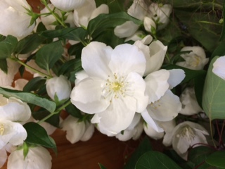 白い花　いただきました。