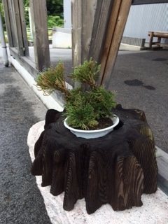 岩檜葉をいただきました。