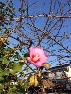 本日　オリオン座流星群！