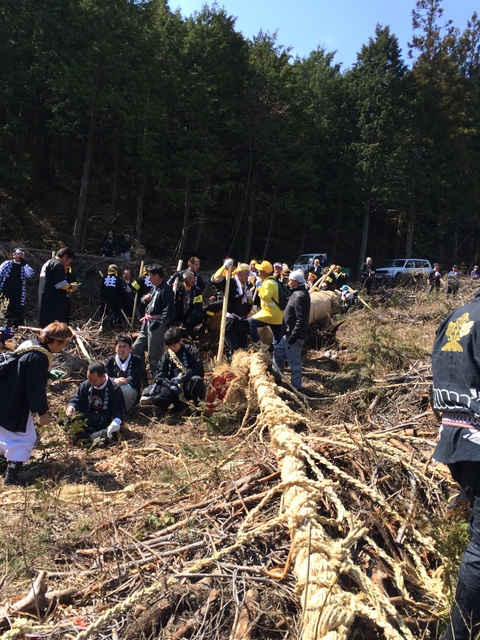 第５０回　御射山神社　御柱祭　山出し