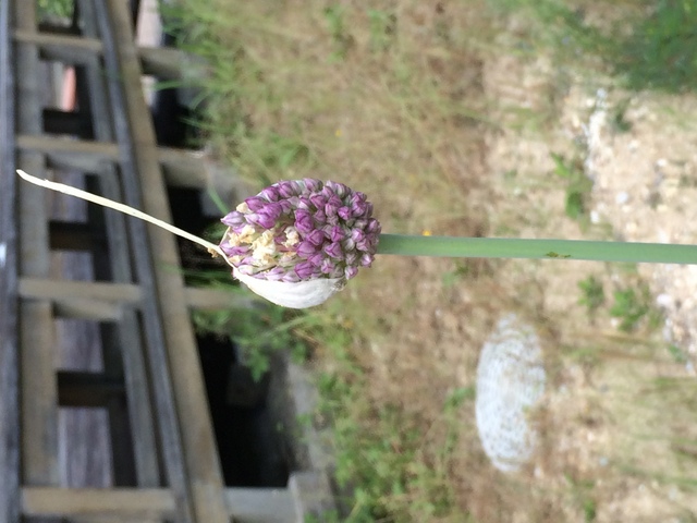 にんにくの花　が咲きました。