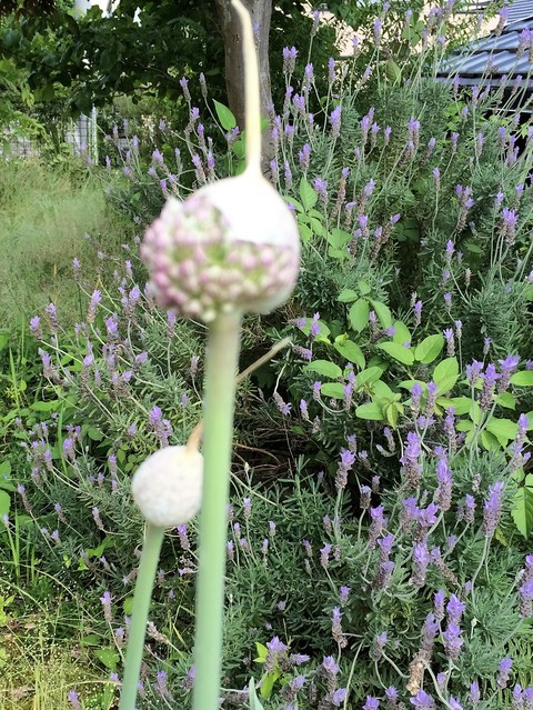 にんにくの花　が咲きました。