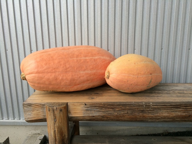  ジャンボかぼちゃ 