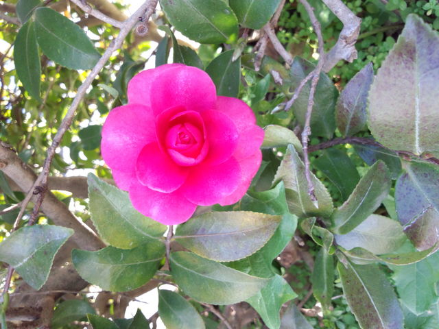 ランニングの時微笑んでくれました。