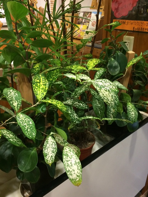 つぼみ？

はな？