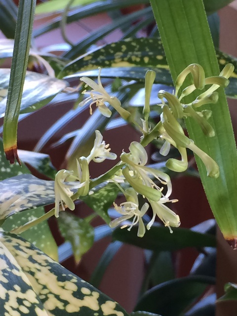  お花 が咲きました