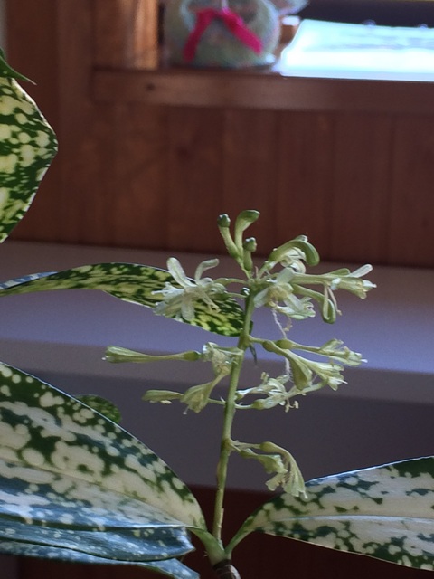  お花 が咲きました