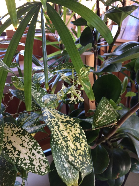  お花 が咲きました