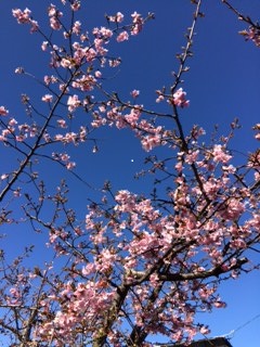  お花 見　さくら　咲く