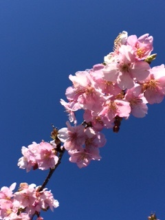  お花 見　さくら　咲く