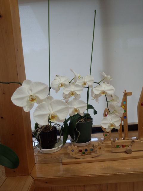 昨年　いただいた　胡蝶蘭　今年も　咲きました。