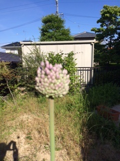 にんにくの花が咲きました。