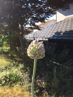 にんにくの花が咲きました。