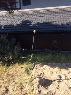 にんにくの花が咲きました。