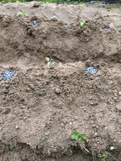 摘み菜　苗を植えました。