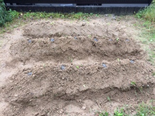 摘み菜　苗を植えました。