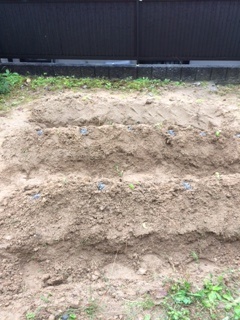 摘み菜　苗を植えました。