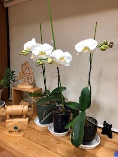 胡蝶蘭が咲きました