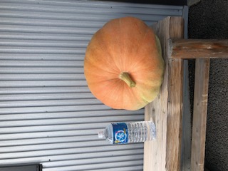 ジャンボ　かぼちゃ　を頂きました。