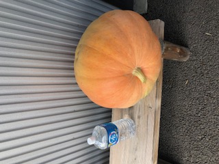 ジャンボ　かぼちゃ　を頂きました。